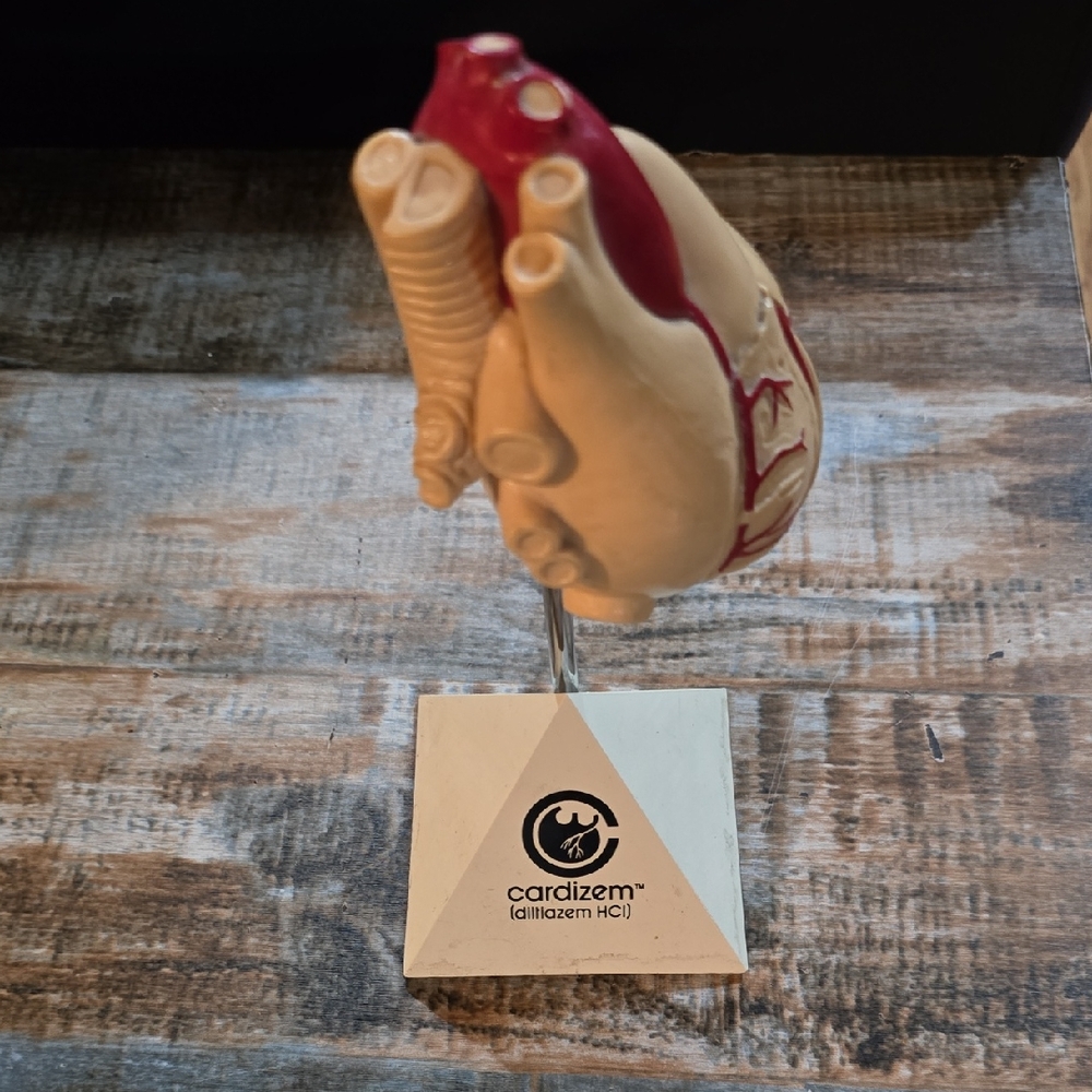 Anatomical Heart Model with Stand